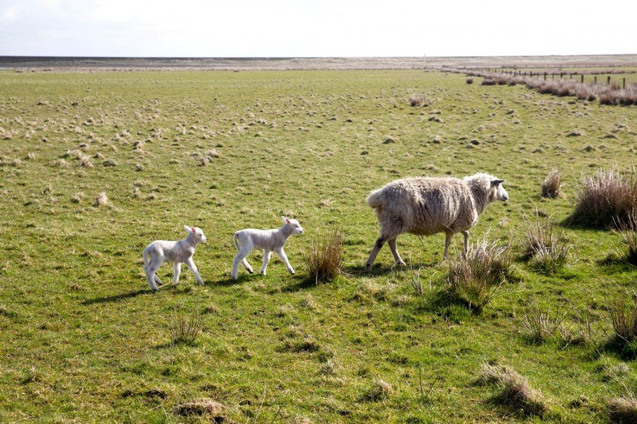 Schafe und Lämmer auf Sylt