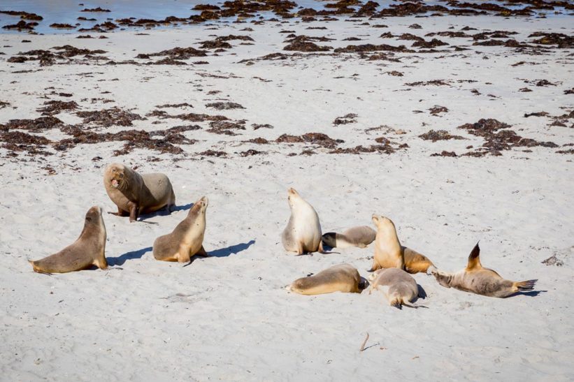 Seals an der Seal Bay