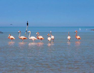Flamingos Mexiko