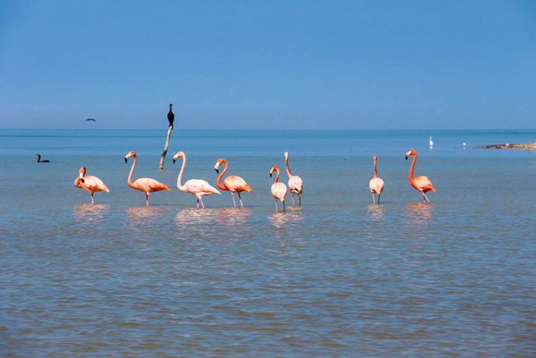 Flamingos Mexiko