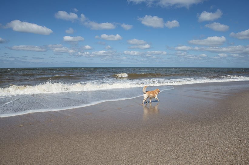 Hund auf Sylt am Strand