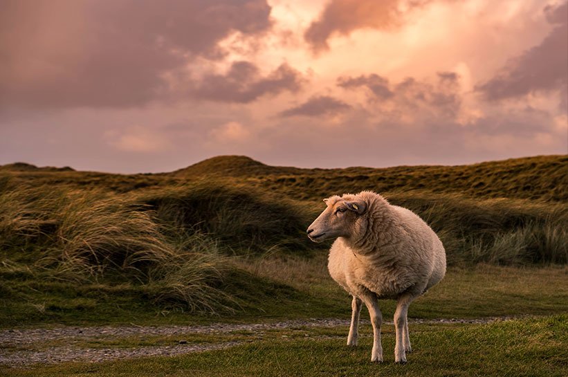 Schaf im SOnnenuntergang am Ellenbogen auf Sylt