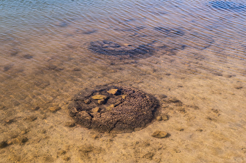 Lake Thetis Westaustralien Stromatolithen