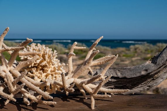 Westaustralien Highlights Kueste mit Korallen