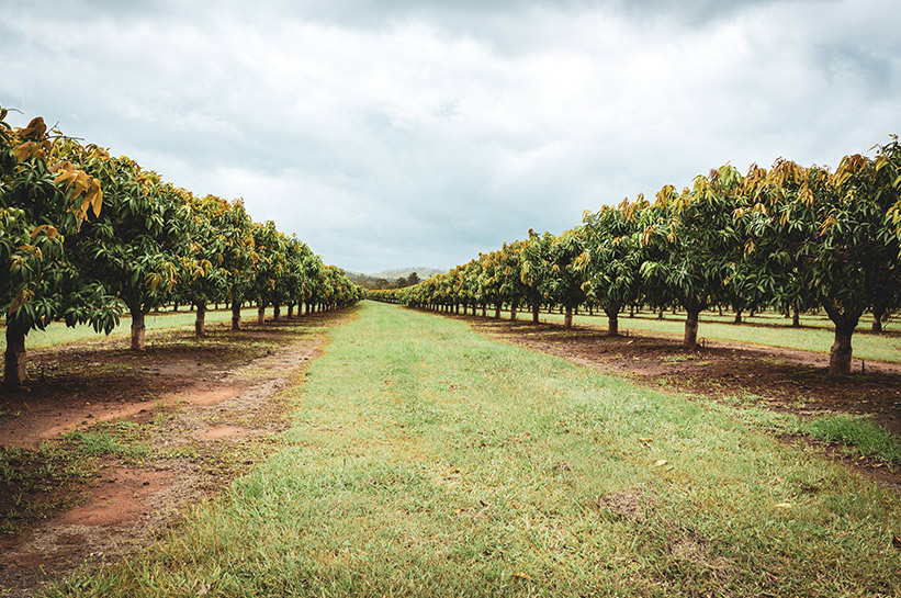 Mango Wein in Queensland